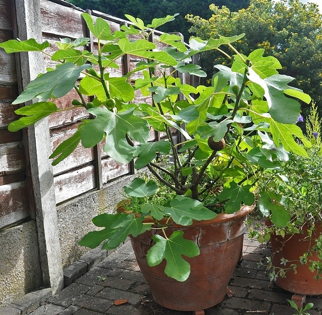 Ficus carica in container. Look carefully for a ripe fig and some green ones. (balconygardenweb.com)