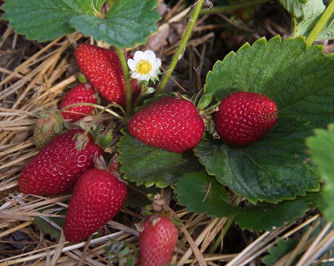 Albion strawberries, day neutral. (oregon-strawberries.org)
