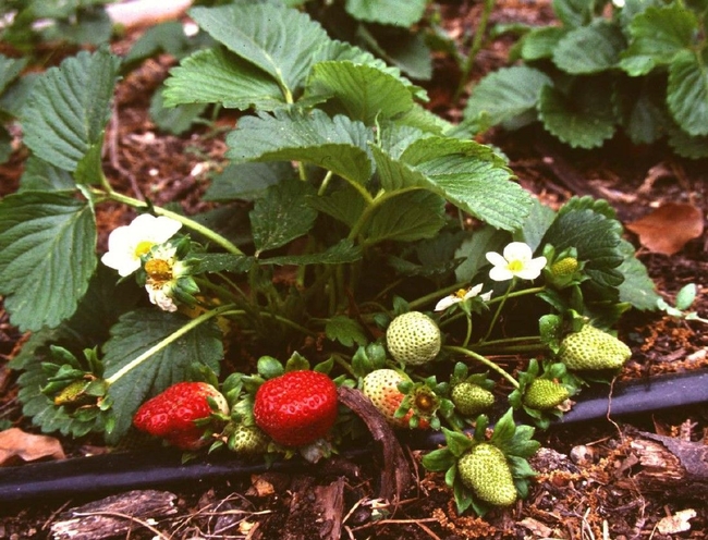 Use drip irrigation if you can on strawberries. (yourconroenewscom)