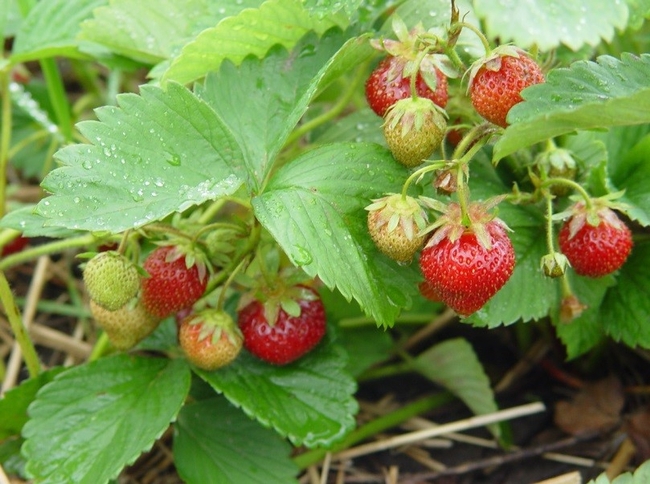 Strawberries from your garden--yum! (nydecay.org)