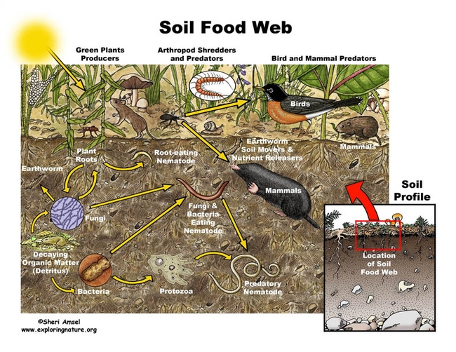 Soil food web; fungi play a big part in soil development. (exploringnature.org)