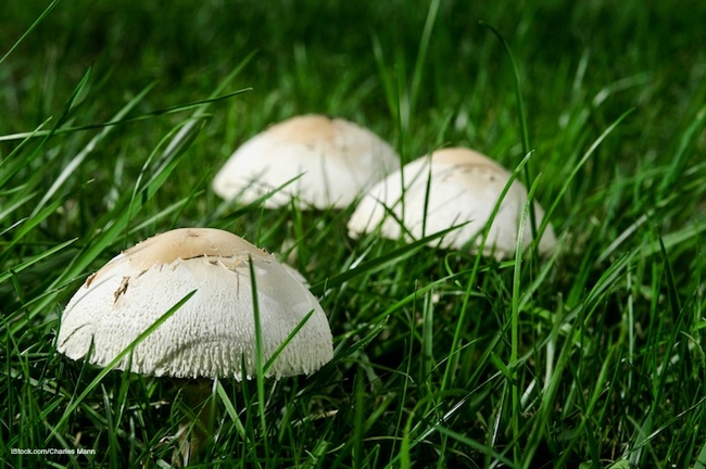 Mushrooms in the garden.(foodpoisoningbulletin.com)