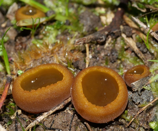 Cup fungi. (whp.altervista.org)