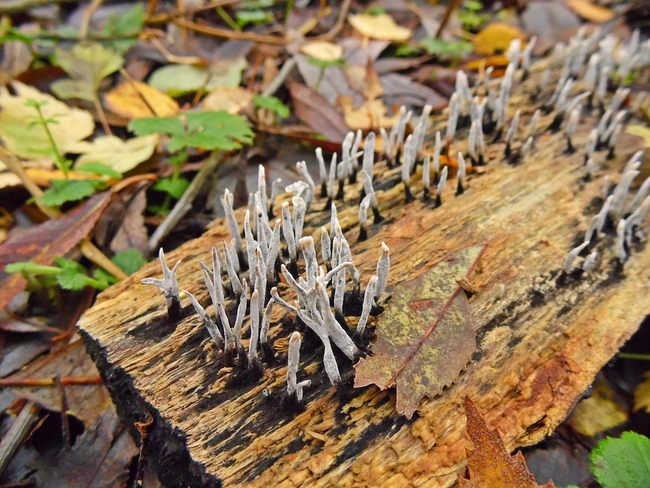 Powdery spikes fungi. (stephens-views.blogspot.com)
