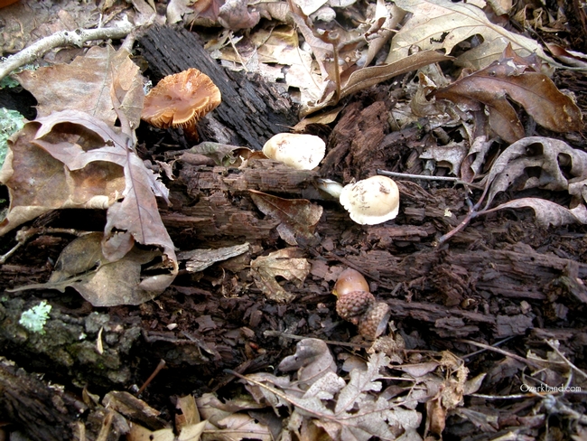 Decomposing leaf litter is home-sweet-home. for fungi. (writeopinions.com)