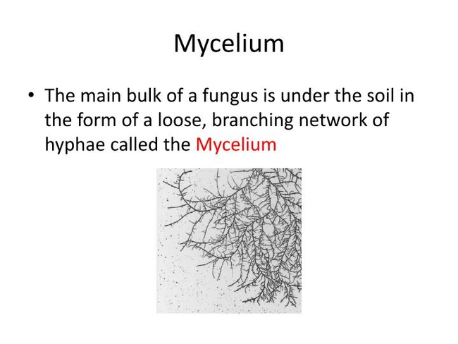 Mycelium. (slideserve.com)