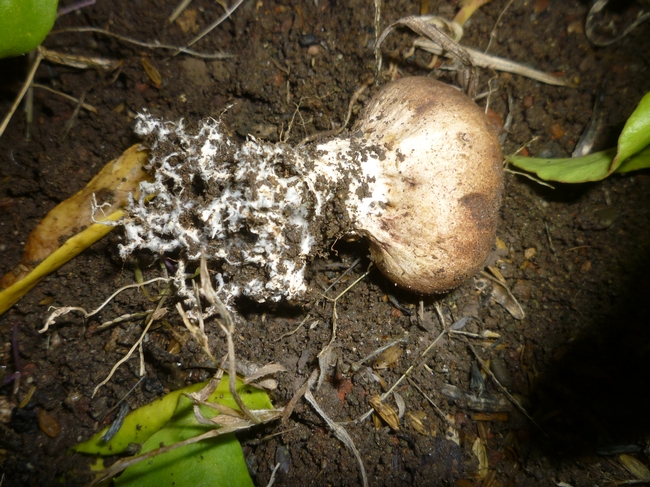 Fungi w/ Mycelium. (YDRasmussen)