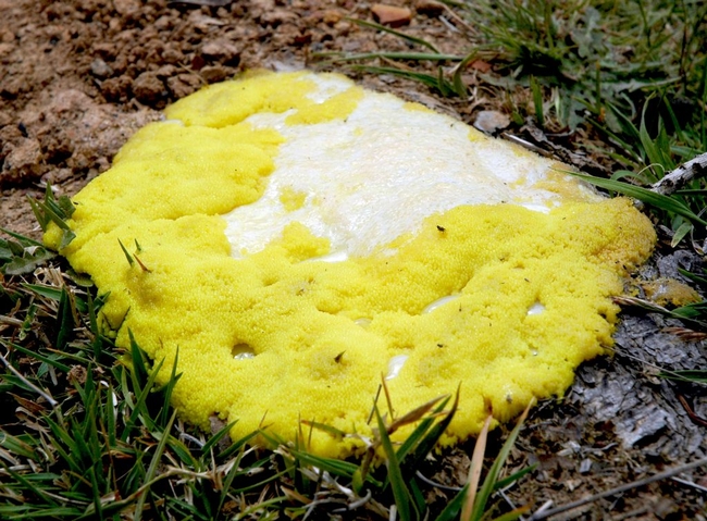 Slime mold looks like spit-up, and comes in colors, too. This is one. Others can be brown or orange, occasionaly white. (valleyadvocate.com)jpg