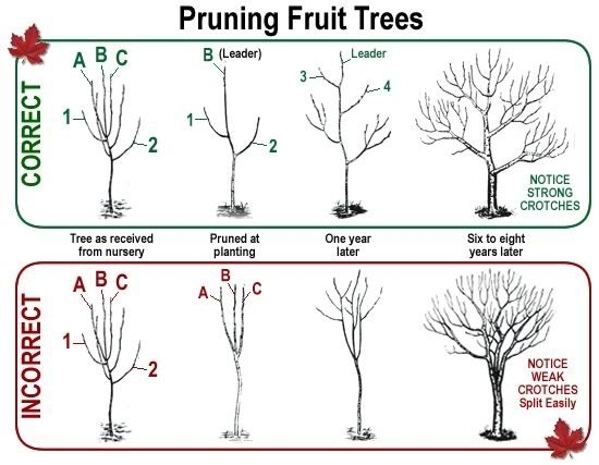 Prune fruit trees before blossoms emerge. (ucanr.edu)