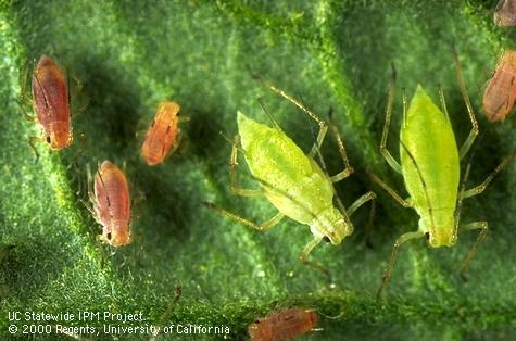 Aphids, a variety of colors available. Control strategies the same. (ucipm.edu)