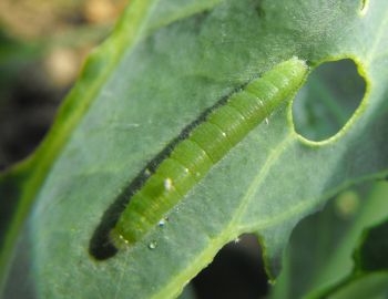 Cabbageworm. (pinterest.com)