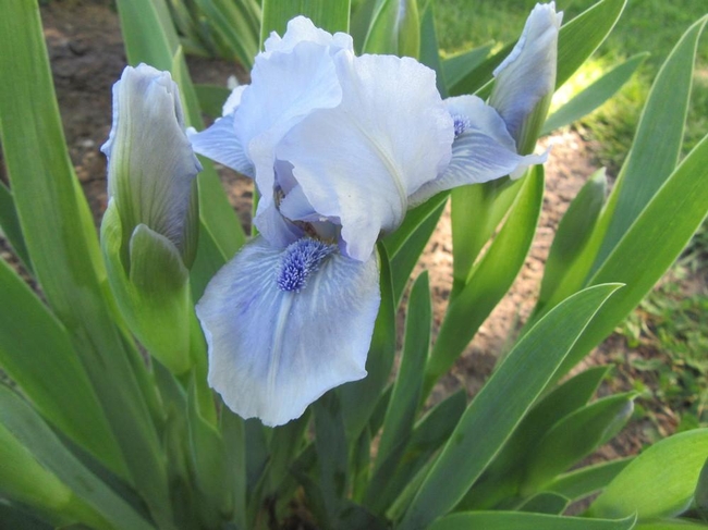 Bearded iris. (garden.org)