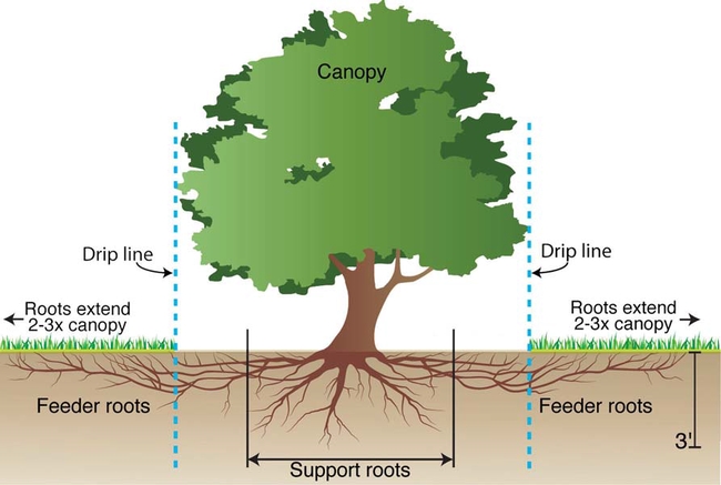 Trees have extensive root systems. (padredam.org)