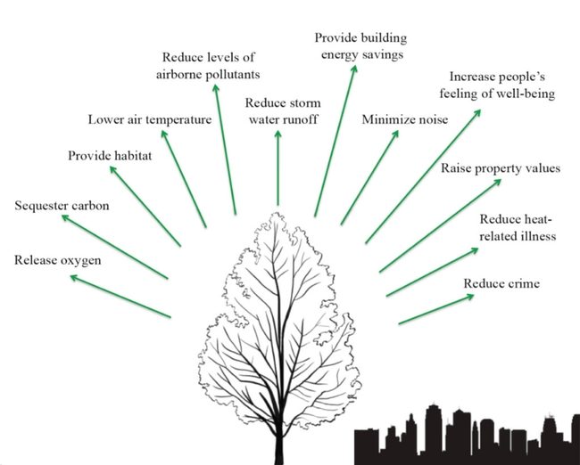 What trees mean to a community. (belmontcitizensforum.org)