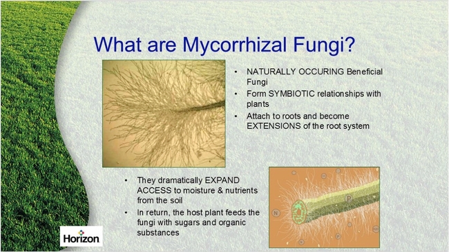 Tree roots depend on fungi. (ias4sure.com)
