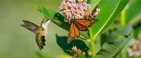 Hummingbird and Monarch having a pollen snack. (content.yardmap.org)