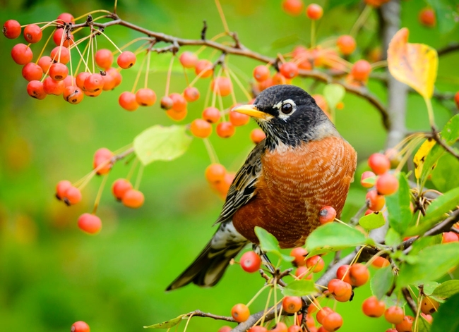 Berries are important for wildlife. (bobvila.com)