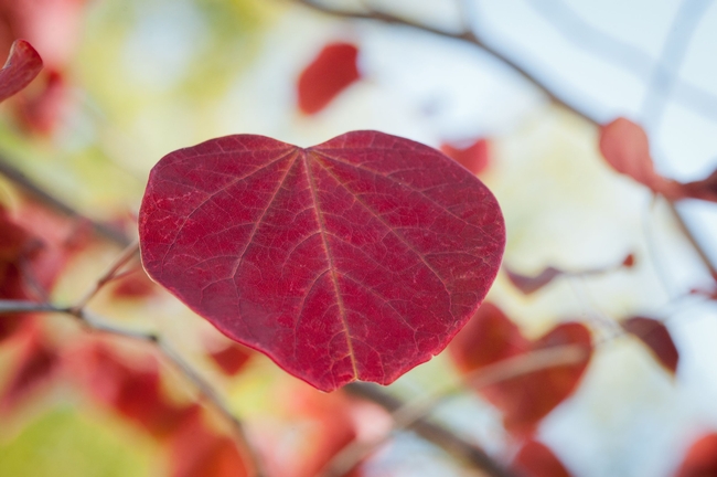 Distinctive heart shaped redbud leaf dressed for fall. (pinterest.com)