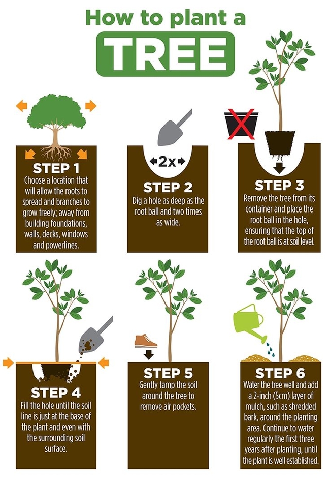 How to plant a tree. (pinterest.com)