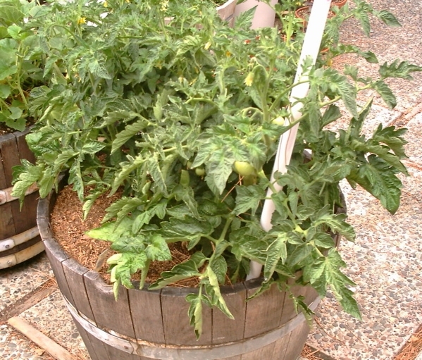 Tomato in wine barrel. (ucanr.edu)