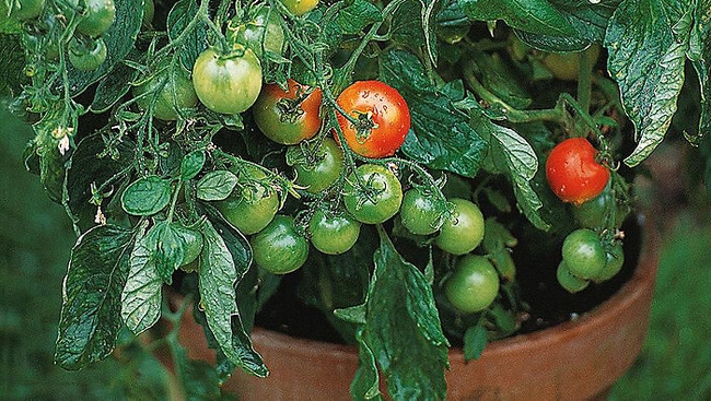 Cherry tomato in clay pot. (theplantguide.net)