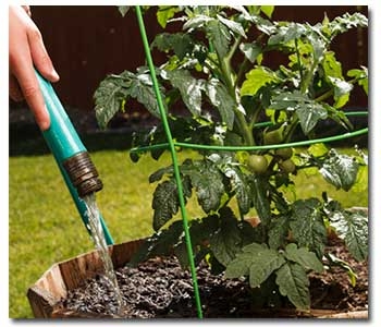 Tomatoes in pots need consistent watering, and soil checks for water penetration. (aridagriculture.com)