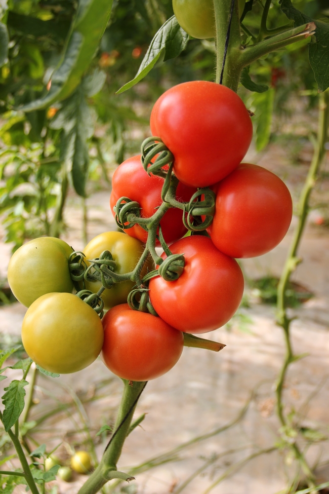 Tomato on the vine. (Shalev Cohen on unsplash.com)