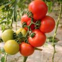 Tomato on the vine. (Shalev Cohen on unsplash.com)