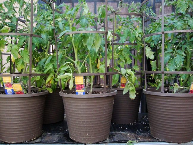 For container growing, choose determinate.varieties. (hubpages.com)