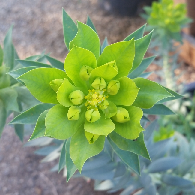 Euphorbia rigida 