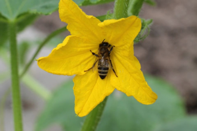 Cucumis sativus (plantsam.com)