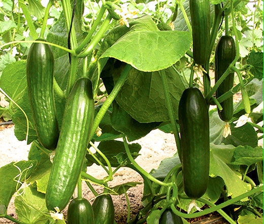 Cucumber Beit Alpha Seeds - Cucumis Sativus (seedempire.com)