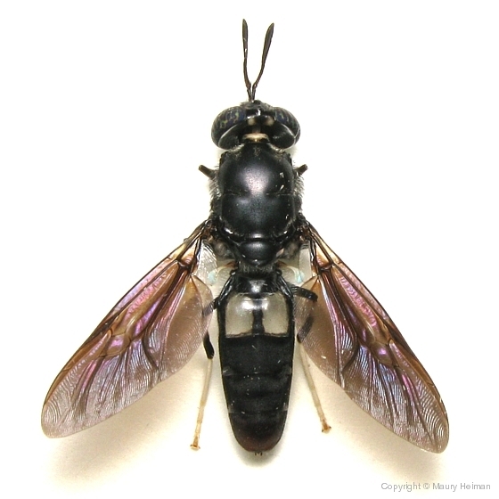 Black Soldier Fly - Hermatia illucens - Hermetia illucens (BugGuide.Net)