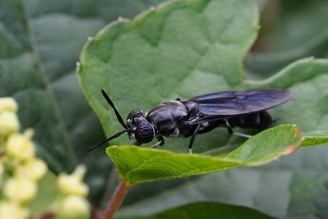 Cycling with Black Soldier Flies - The Permaculture Research Institute (permaculturenews.org)
