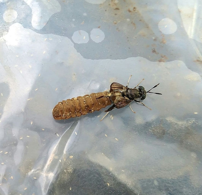 Black soldier fly larvae taking a long time to pupate,slow pupation (zenyrgarden.com)