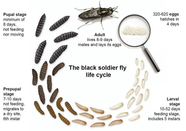 1 Life cycle of the black soldier fly  (researchgate.net)