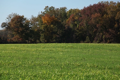 Cover crops and no-till farming (Flickr, Chesapeake Bay Program