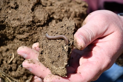 Worms in dirt (Flickr, NRCS Oregon)
