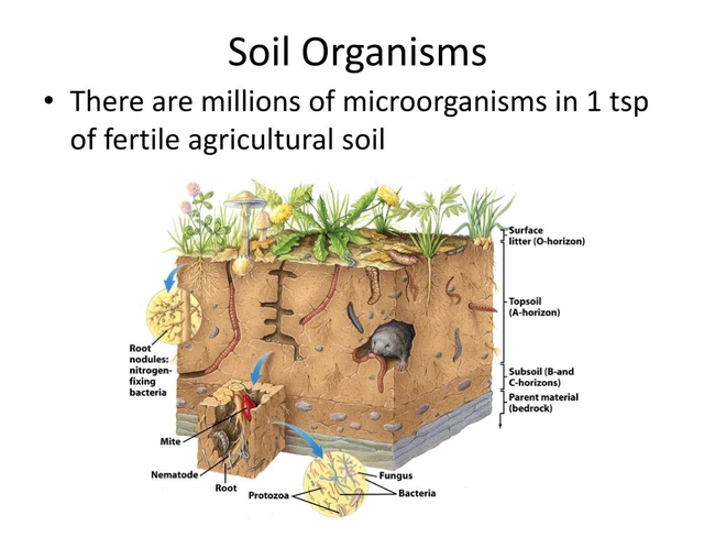 Soils- Chemistry and Problems PowerPoint Presentation, free download - ID-2432782 (slideserve.com)