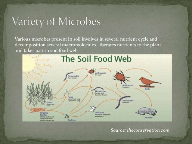Role of microorganisms in soil fertility (slideshare.net theconservation.com)
