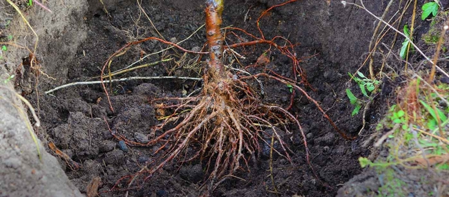 Bare root apple tree (springspreserve.org)