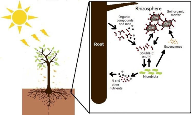 BG - Modeling rhizosphere carbon and nitrogen cycling in Eucalyptus plantation soil (bg.copernicus.org)