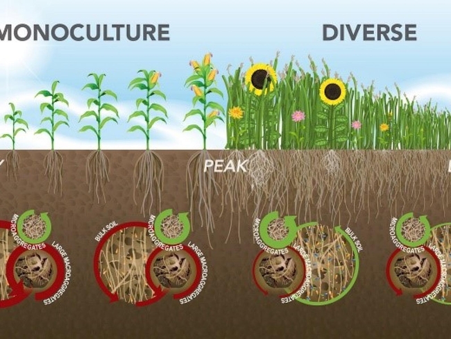 Diversity and Function Within Soil Microbial Communities (pnnl.gov)
