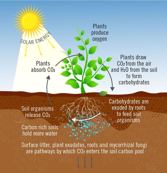 Carbon Farming Carbon sequestration, Carbon cycle, Holistic management (pinterest.com)
