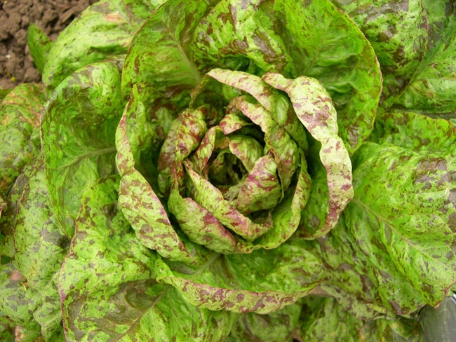Flashy trout back lettuce (Wildgardenseed.com)