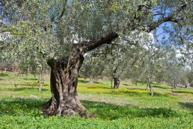 Olive tree (napavalleyregister.com)
