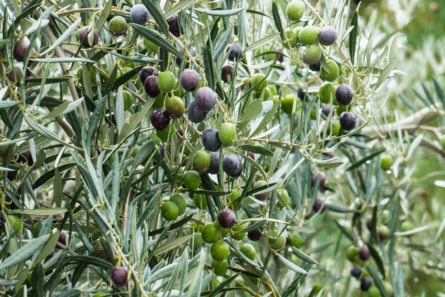 Harvesting Olive Trees  (olivesunlimited.com)