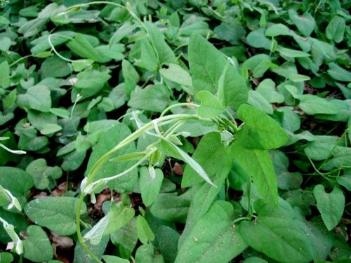 Aristolochia californica- vine (calscape.org)