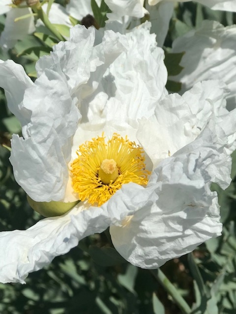 Matilja poppy close up (Cindy Watter)