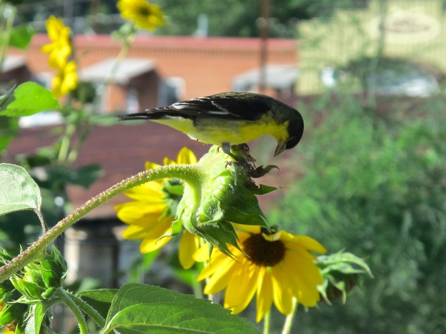 Feeding Birds Naturally- Sunflowers (rockies.audubon.org)